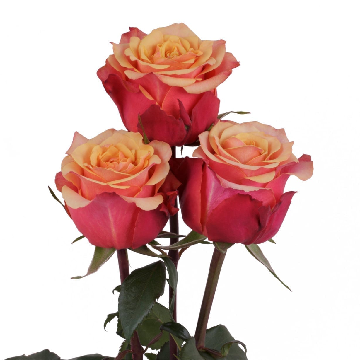 Rosa Gr Cherry Brandy ( Черри Бранди ) В60 Rosa Prima