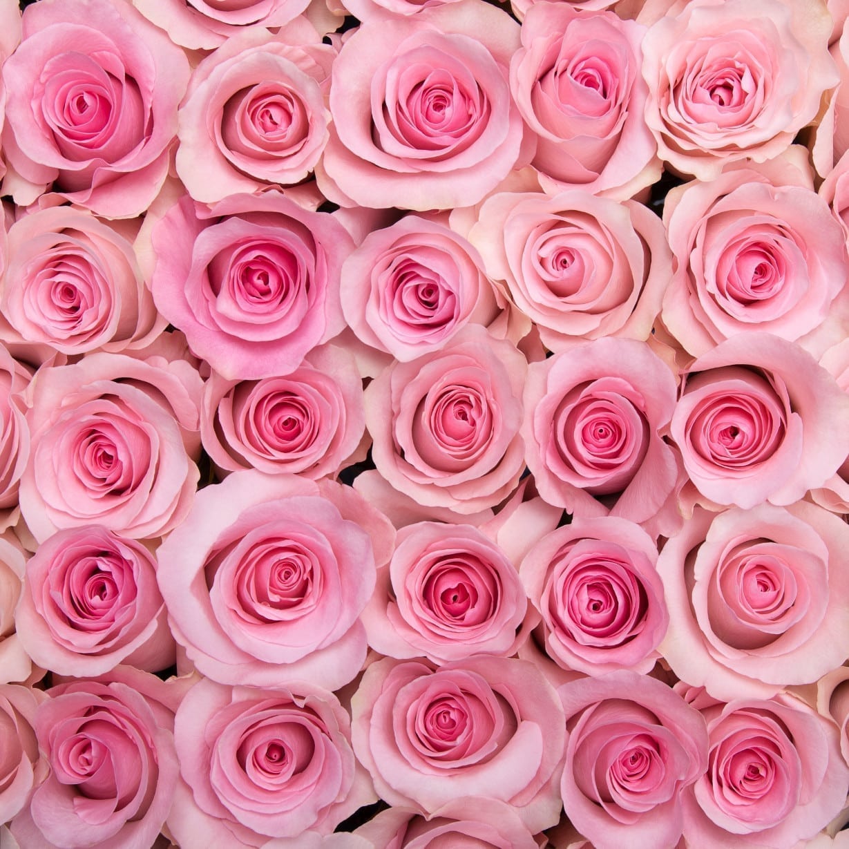 Rosa Gr Christa ( Криста ) В60 Rosa Prima
