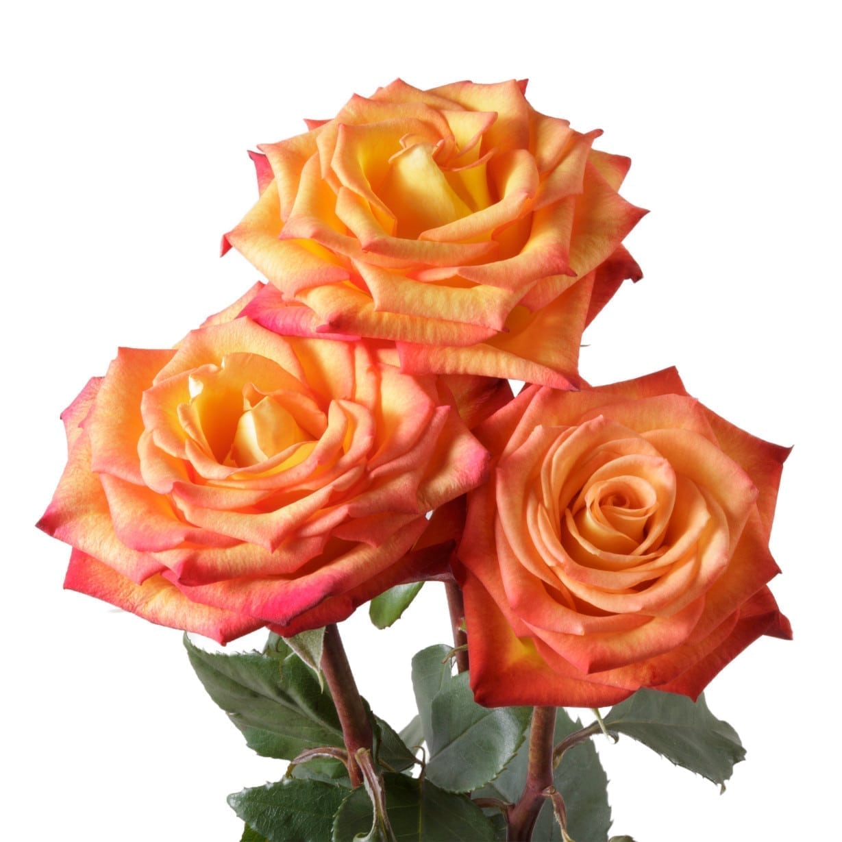 Rosa Gr Circus ( Циркус ) В60 Rosa Prima