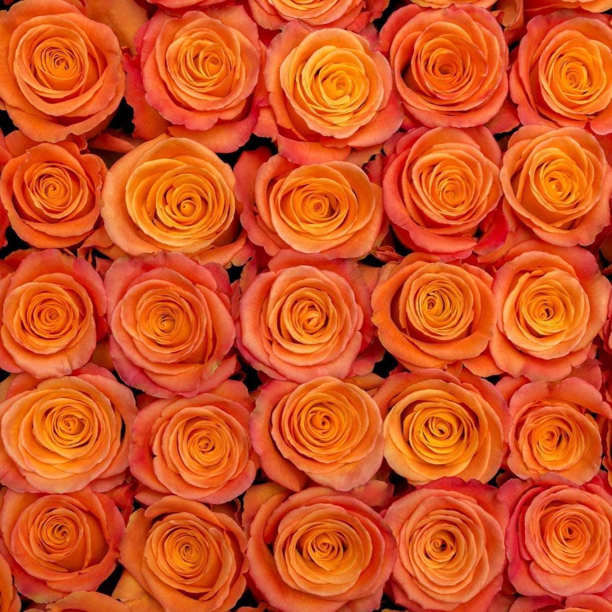 Rosa Gr Confidential ( Конфидентиал ) В60 Rosa Prima