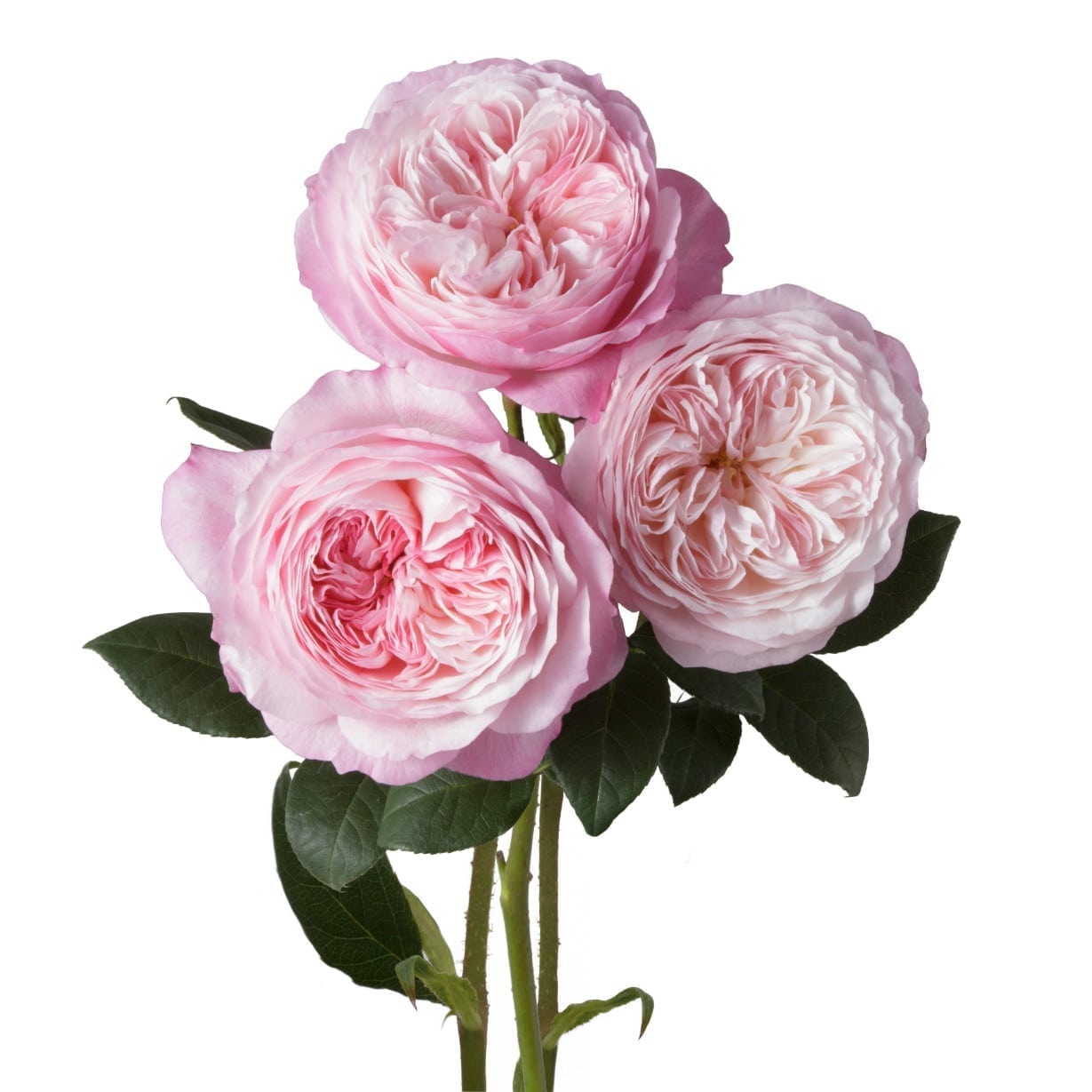 Rosa Gr Constance ( Констанце ) В60 Rosa Prima