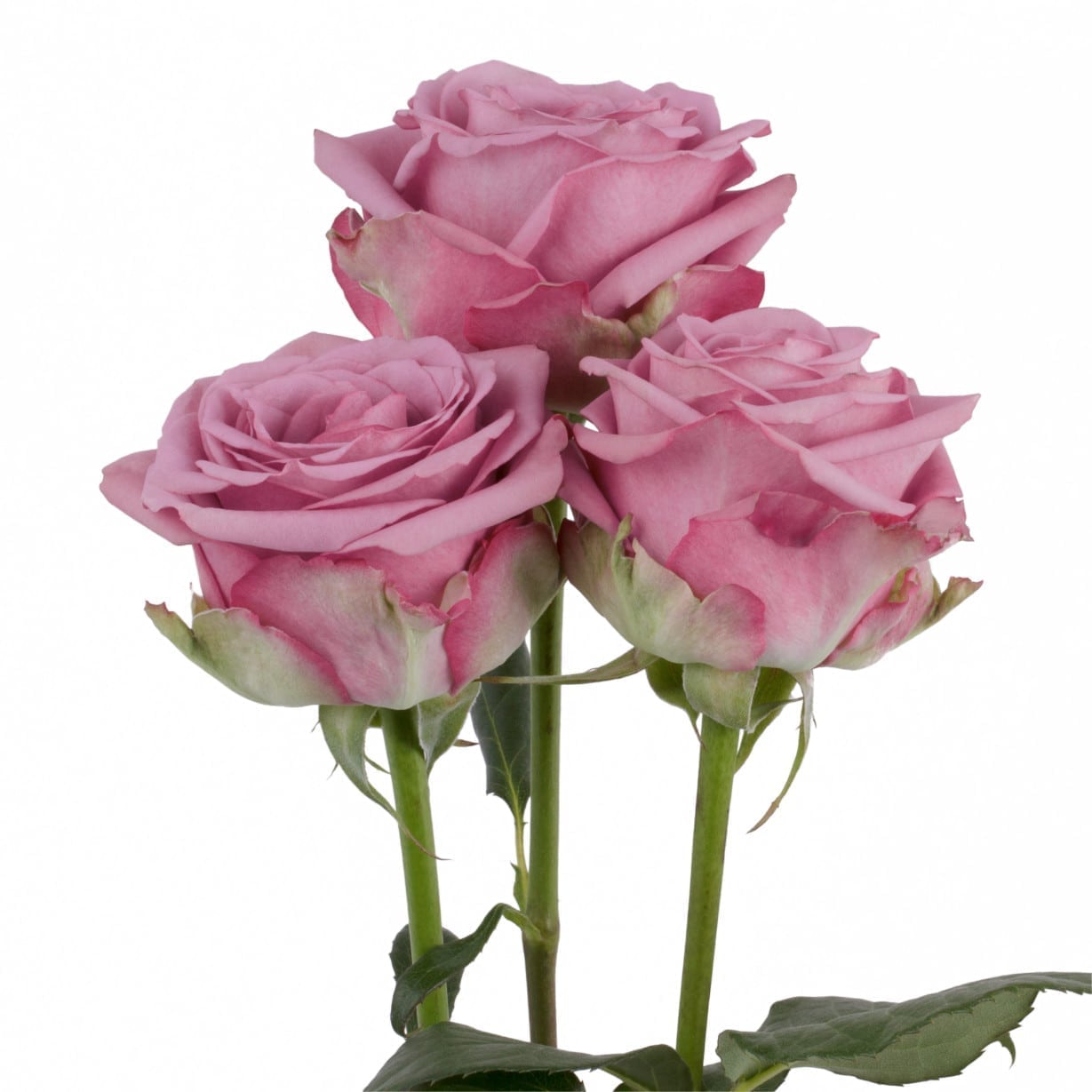 Rosa Gr Cool Water ( Кул Вотер ) В60 Rosa Prima
