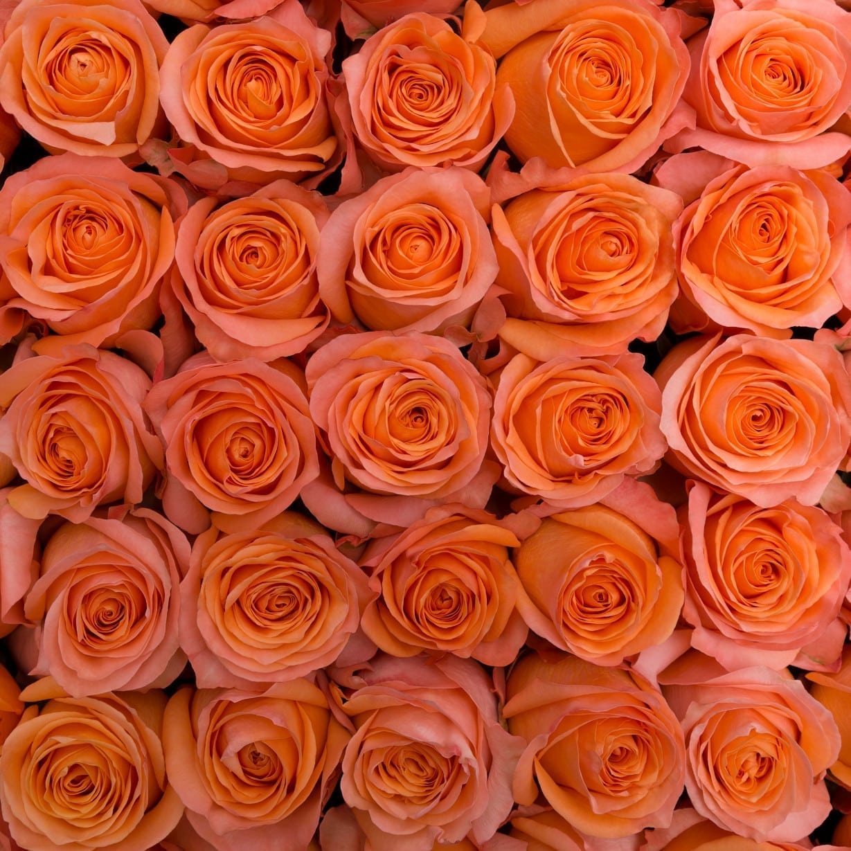 Rosa Gr Coral Reef ( Корал Рееф ) В60 Rosa Prima