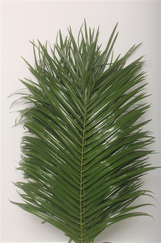 Phoenix Roebelinii (Феникс Робелини) В80