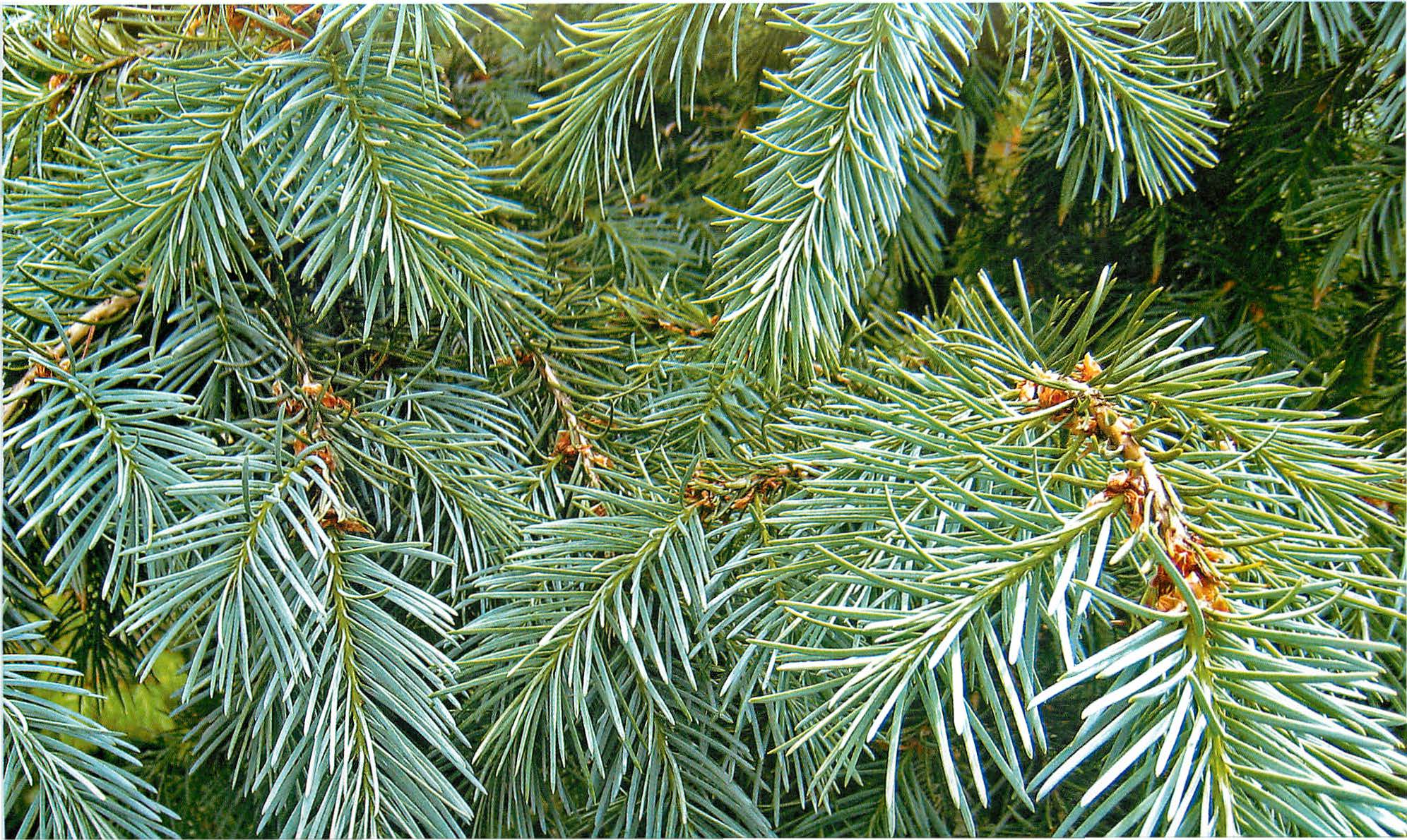 Псевдотсуга Мензиса Glauca (Глаука)