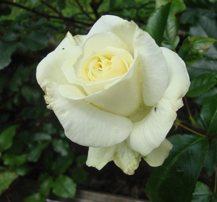 Роза флорибунда La Paloma 85 (Ла Палома 85)