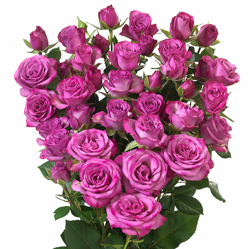 Rosa Tr. Fiction ( Спрей Фикшен ) В50 Цветы Удмуртии