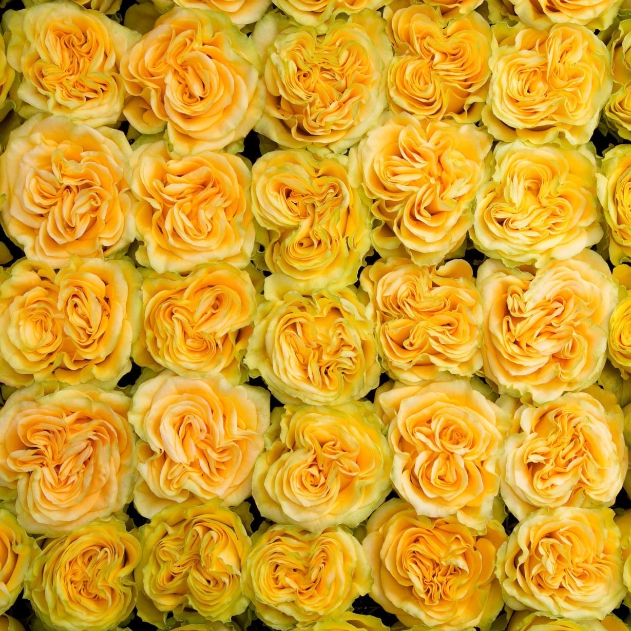 Rosa Gr Country Sun ( Коунтри Сан ) В60 Rosa Prima