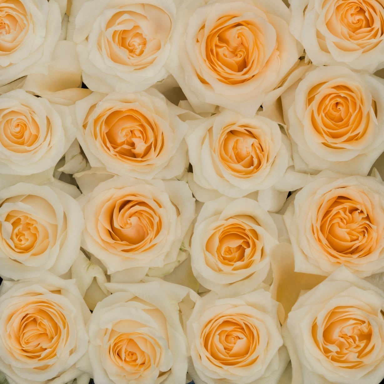 Rosa Gr Crème de la Crème ( Крèм де ла крèм ) В60 Rosa Prima