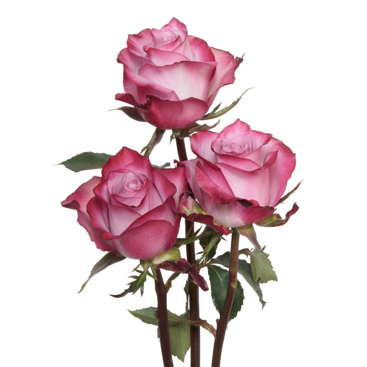 Rosa Gr Deep Purple ( Дееп Пурпл ) В60 Rosa Prima