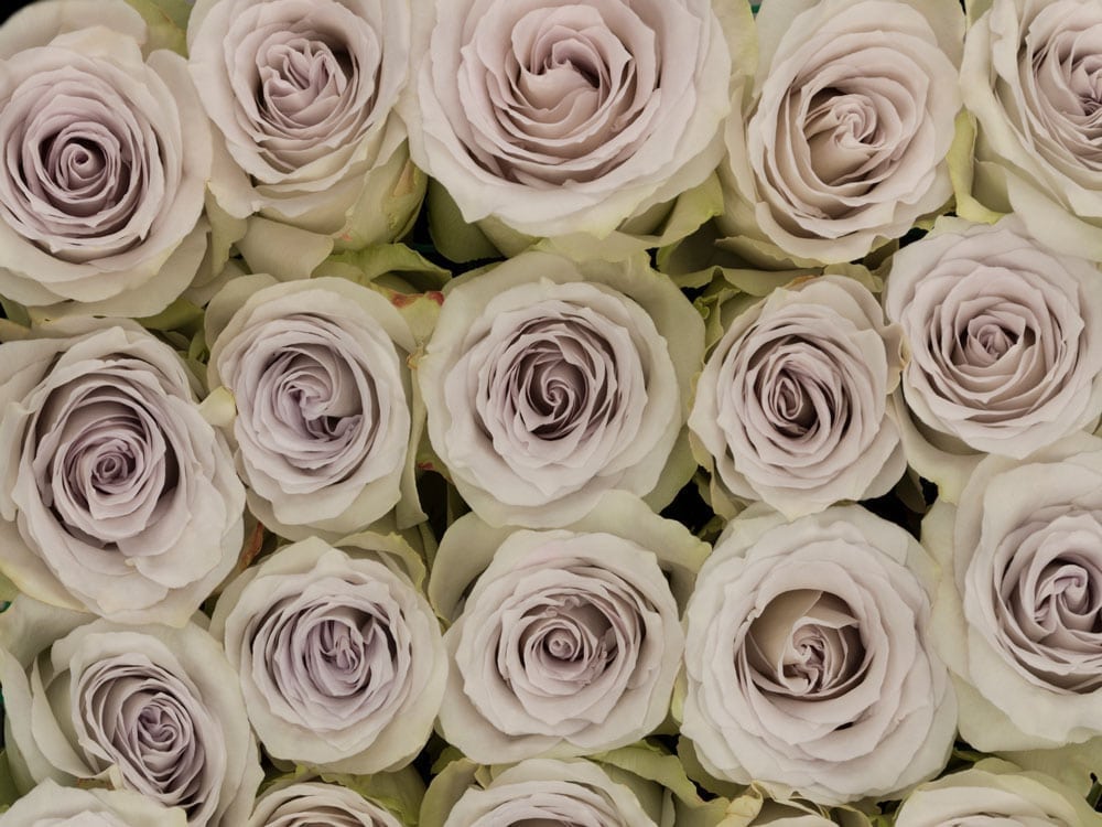 Rosa Gr Early Grey ( Ерл Грей ) В60 Rosa Prima
