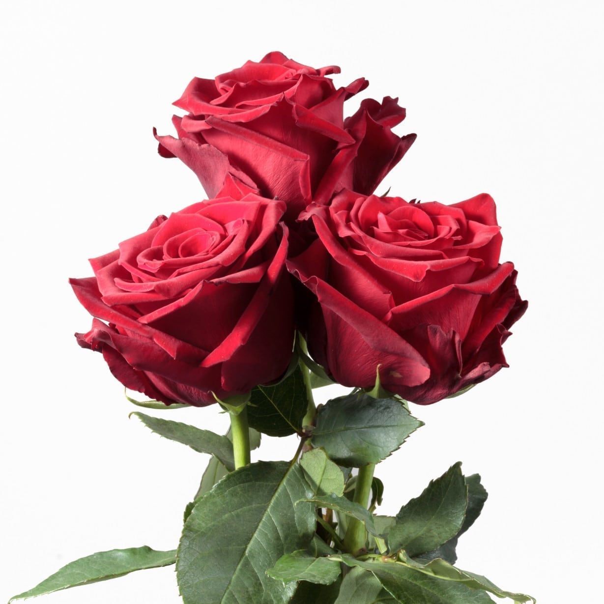 Rosa Gr Explorer ( Експлорер ) В60 Rosa Prima
