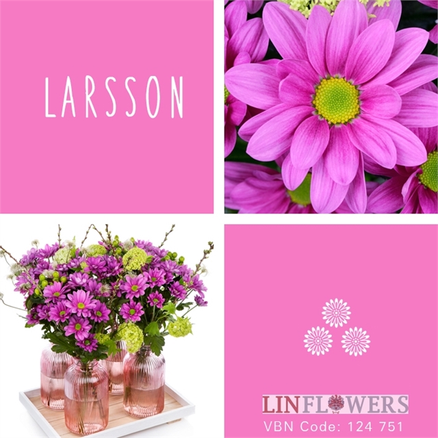 Chrys tr Larsson (Хриз куст. Ларссон) В70