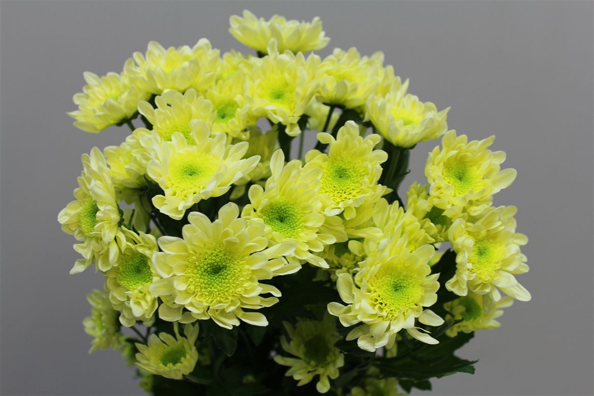 Chrys. tr. Radost Cream (Хриз. куст. Радост Крем) В70