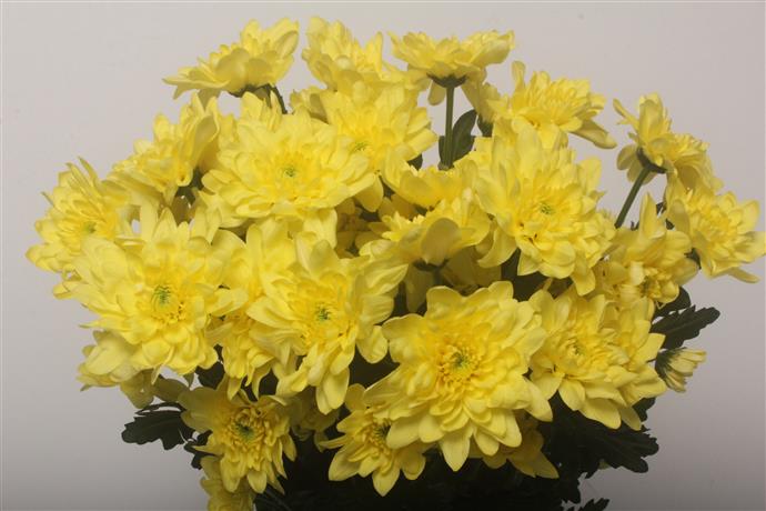 Chrys T Pina Colada Yellow (Хриз куст Пина Колада Еллоу)В70
