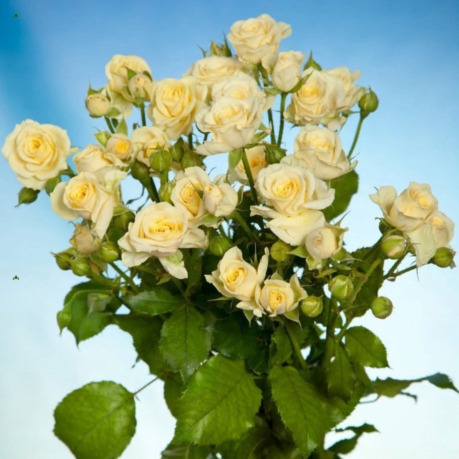 Rosa Spray Vanilla Buket (Роза Спрей Ванила Букет) B50