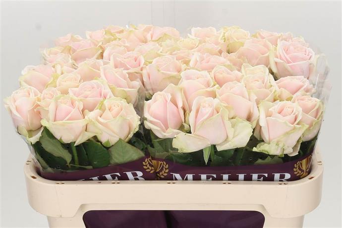 Rosa Gr Sweet Avalanche (Роза Гр Свит Аваланж) В70 (MKSH)