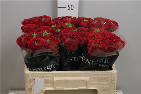 Rosa Gr Red Eye (Роза Гр Ред Ай) В60