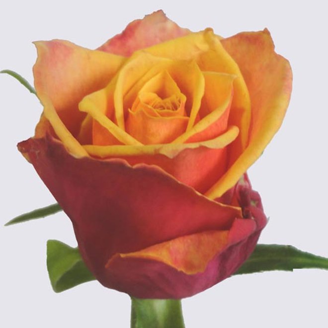 Rosa Gr Viski (Роза Виски) В40