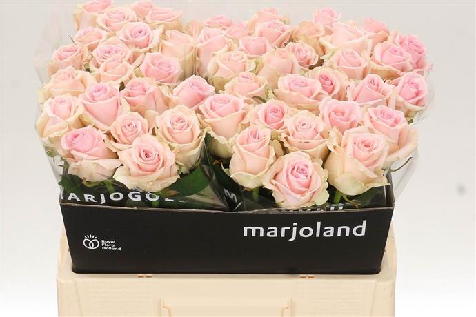 Rosa Gr Dolomiti (Роза Гр Доломити) В80