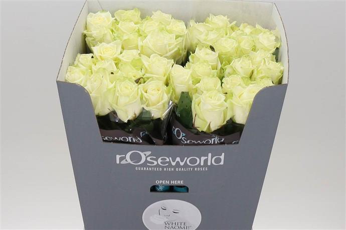 Rosa Gr White Naomi (Роза Гр Вайт Наоми) В60