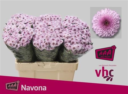 Chrys San Navona dark (Хриз Сантини Навона дарк) В55
