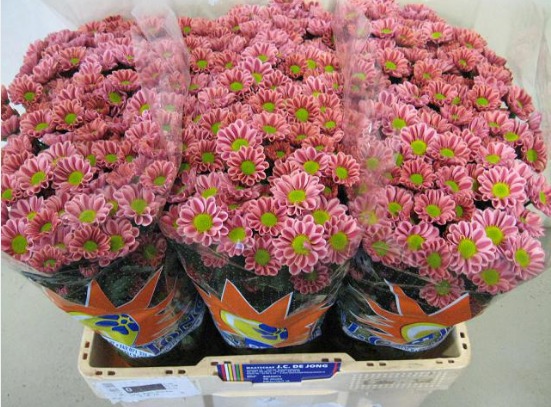 Chrys San Kim (Хриз Сантини Ким) В55