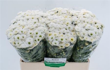 Chrys San Rossi White (Хриз Сантини Росси Вайт) В55