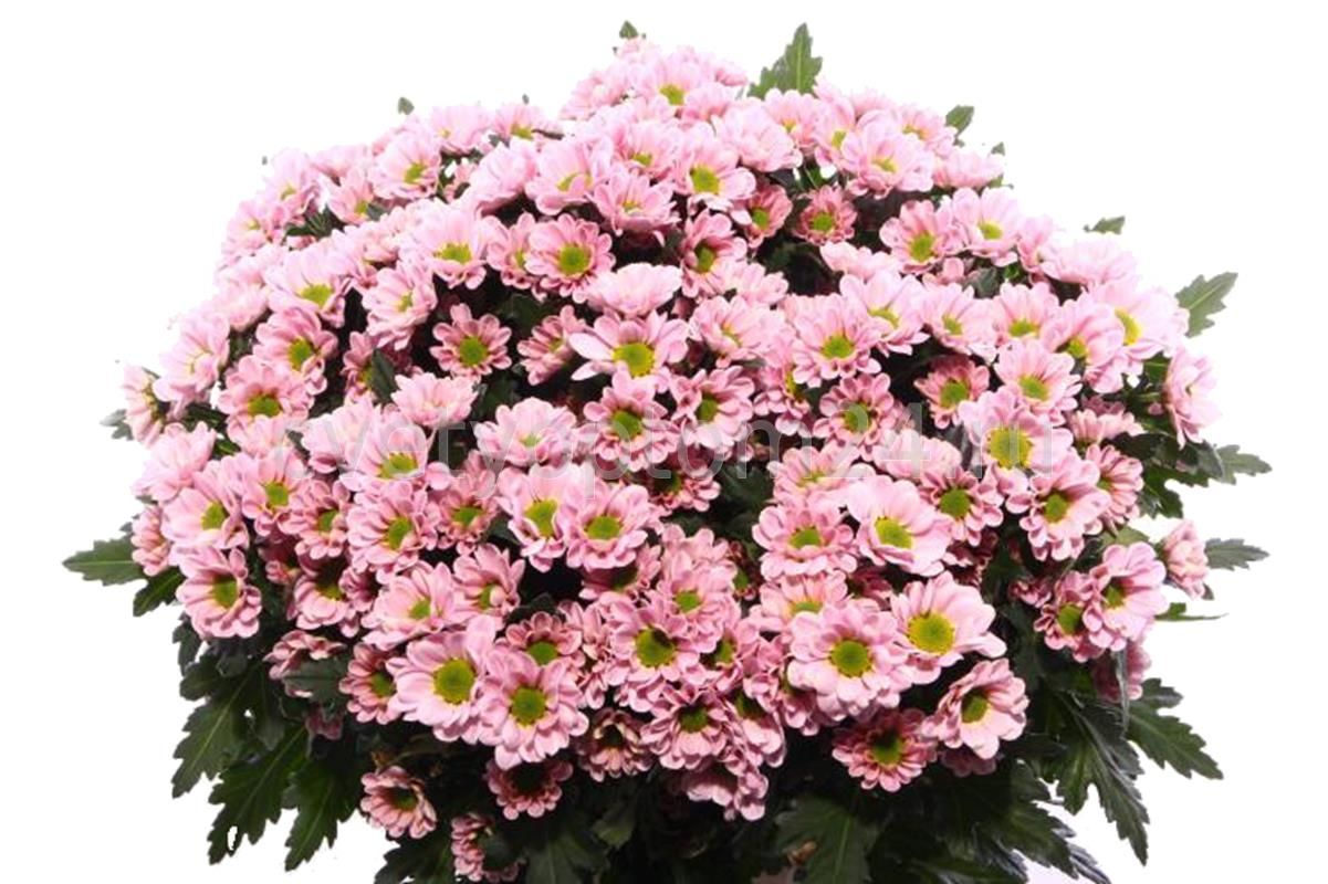 Chrys San Rossi Pink (Хриз Сантини Росси Пинк) В55