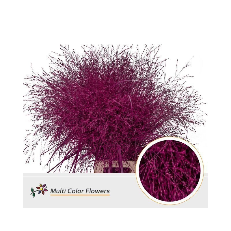 Panicum Dyed Cerise (Паникум Дайд Церайс) В90