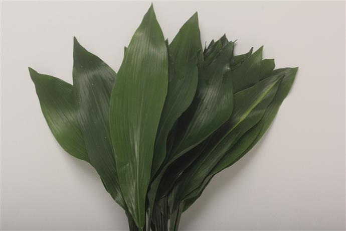 Aspidistra (Аспидистра штучно) В70