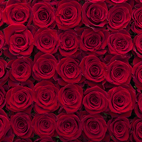 Rosa Gr Fortune ( Фортуна ) В60 Rosa Prima