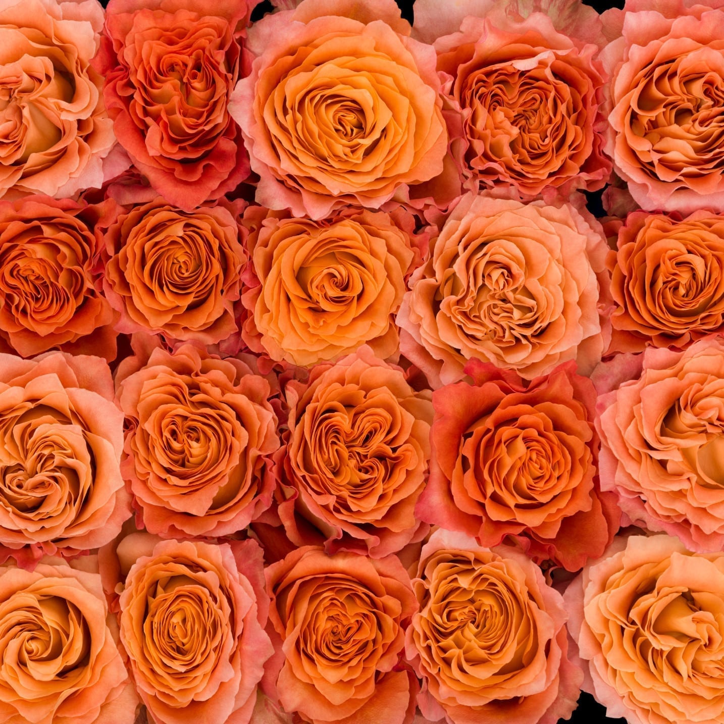 Rosa Gr Free Spirit ( Фрее Спирит ) В60 Rosa Prima