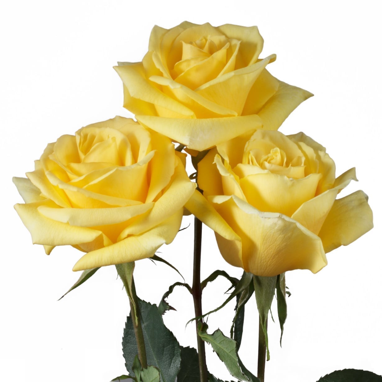 Rosa Gr Gran Dorado ( Гран Дорадо ) В60 Rosa Prima