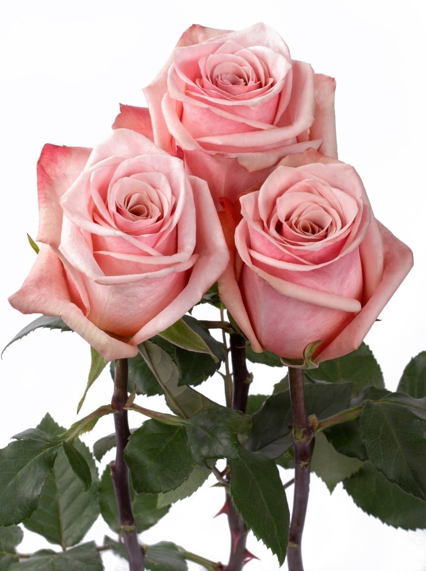 Rosa Gr Havana ( Хавана ) В60 Rosa Prima