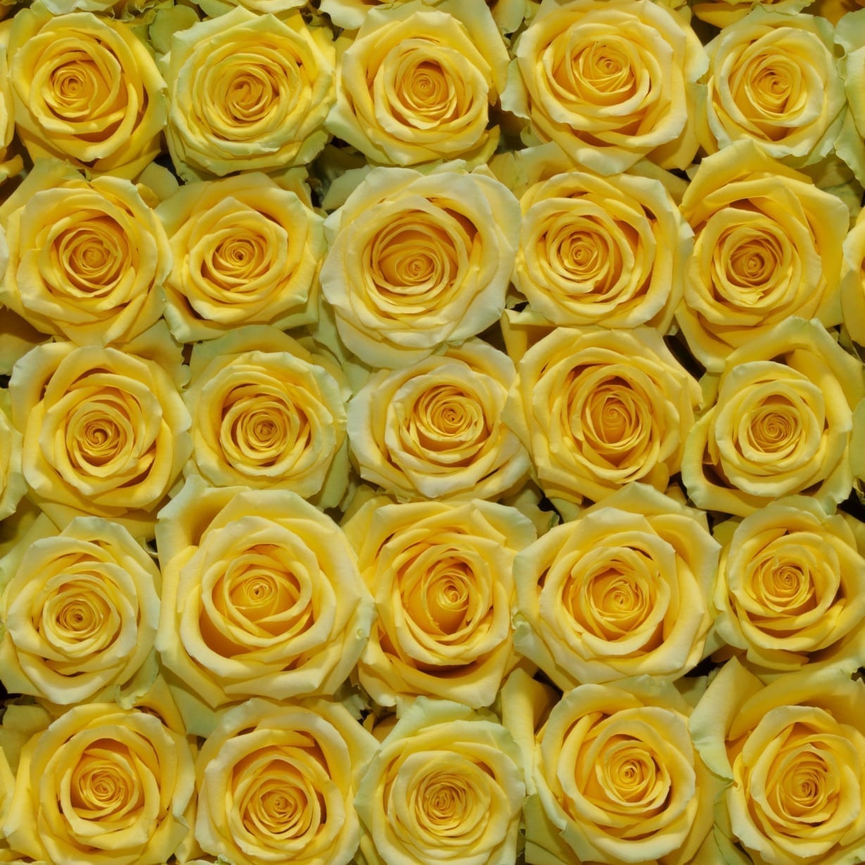Rosa Gr High & Exotic ( Хиг & Екзотик ) В60 Rosa Prima
