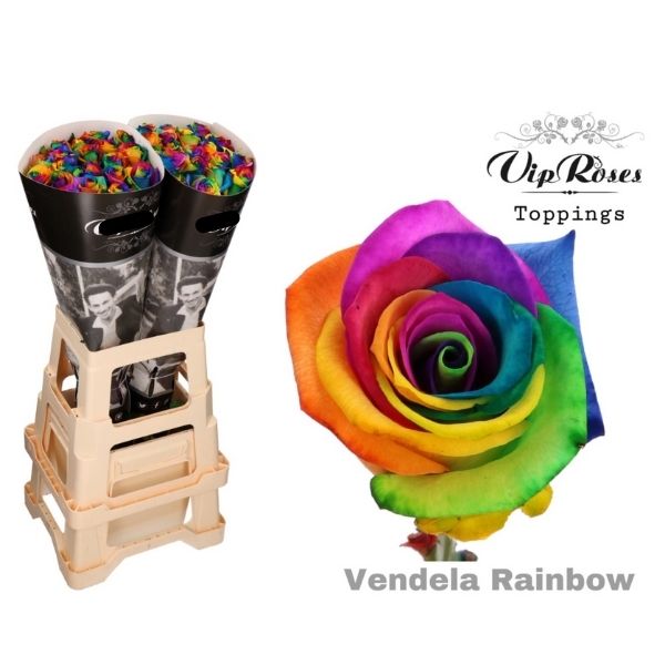 Rosa Gr Rainbow (Роза Гр Рейнбоу) В65