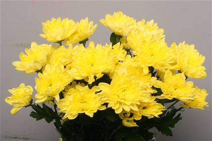 Chrys. tr. Baltica Yellow (Хриз. куст. Балтика Еллоу) В70