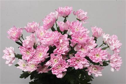 Chrys. tr. Baltica Pink (Хриз. куст. Балтика Пинк) В70