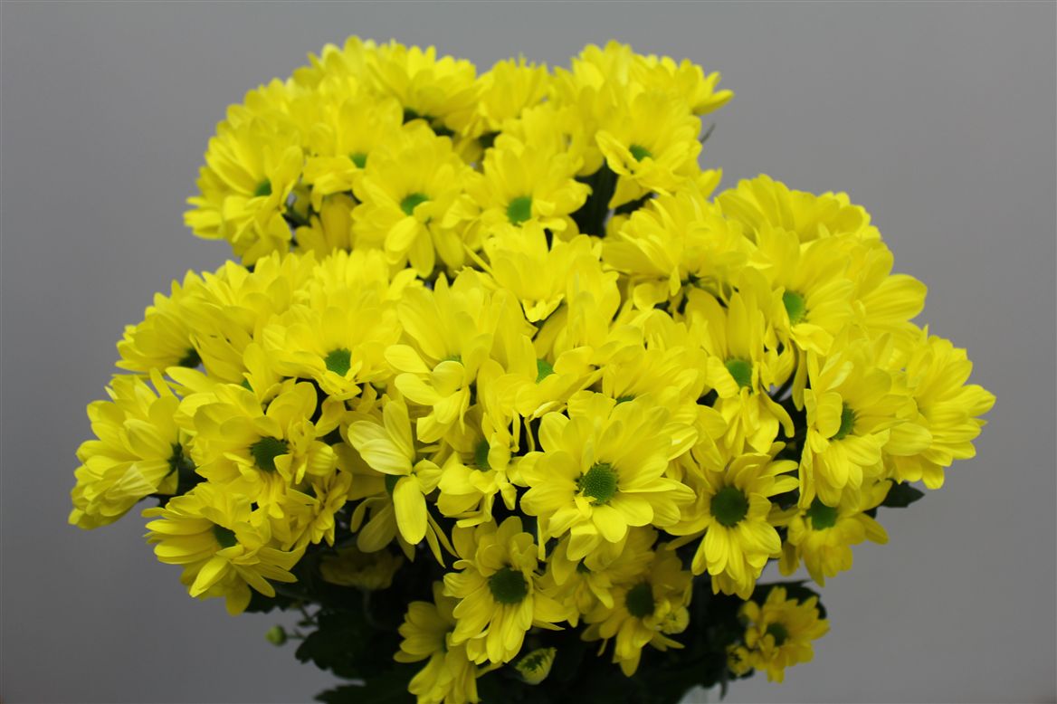 Chrys. tr. Celebrate (Хриз куст. Селебрейт) В70