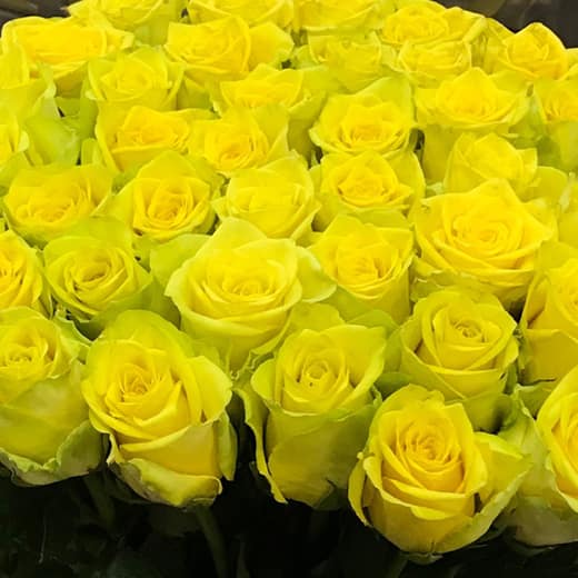 Rosa Gr Saida (Роза Саида) В80 Армения