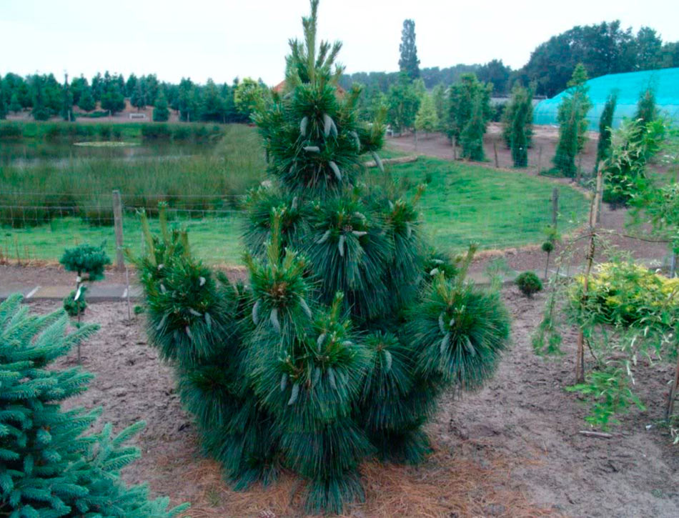 Сосна шверина Wiethorst (Витхорст)