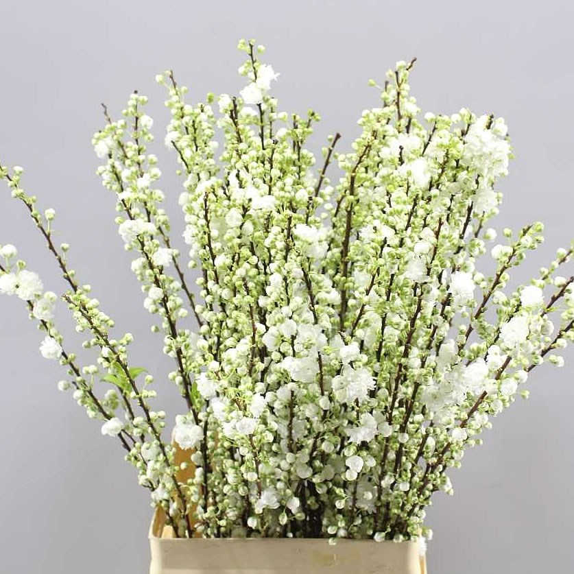 Prunus Gland White (Прунус Гленд Вайт) В60