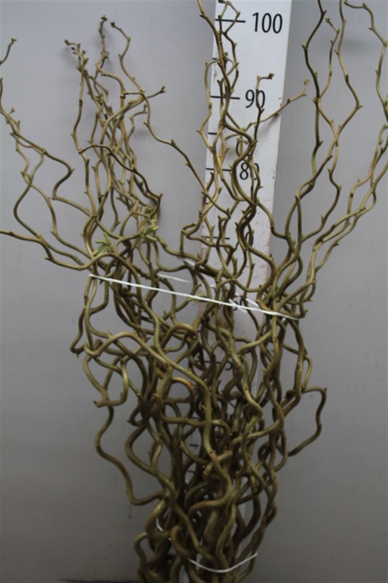 Salix Corylus (Саликс Корулус) В90