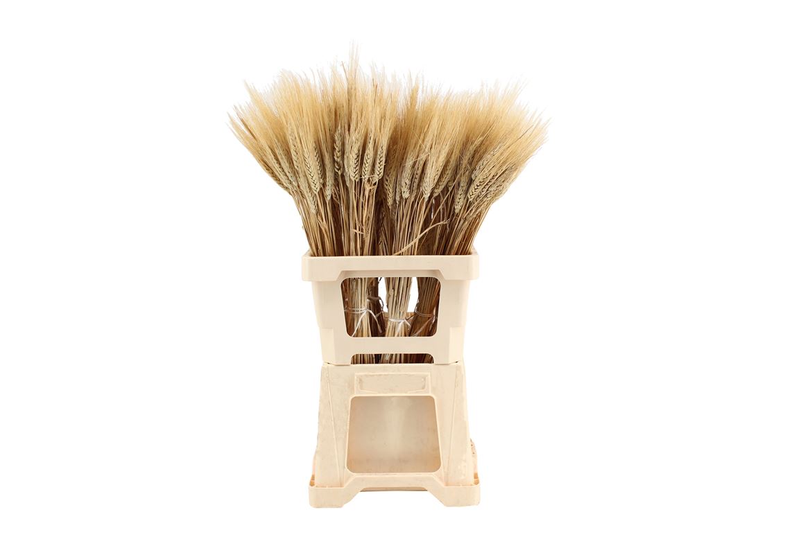 Wheat Natural (Колосья пшеницы) В65