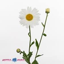 Leucanthemum vulgare (Ромашка вулгаре) В45