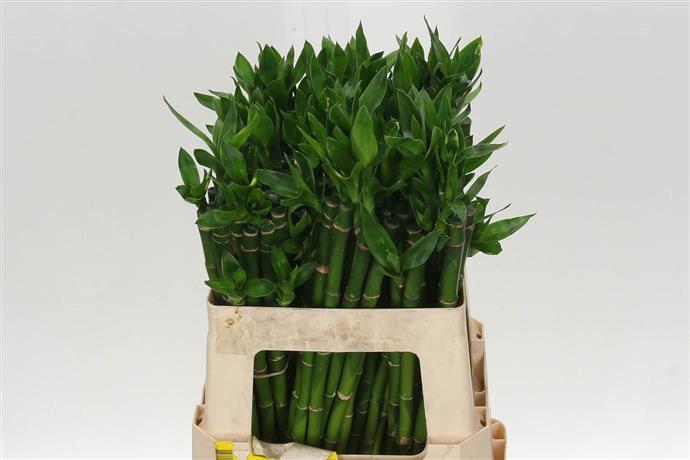 Dracaena Lucky Bamboo (Драцена Лаки Бамбу) В80