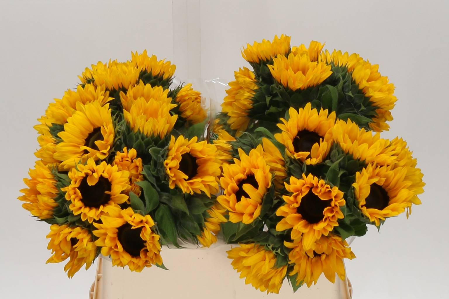 Helianthus orange medium (Подсолнух орандж медиум) В75