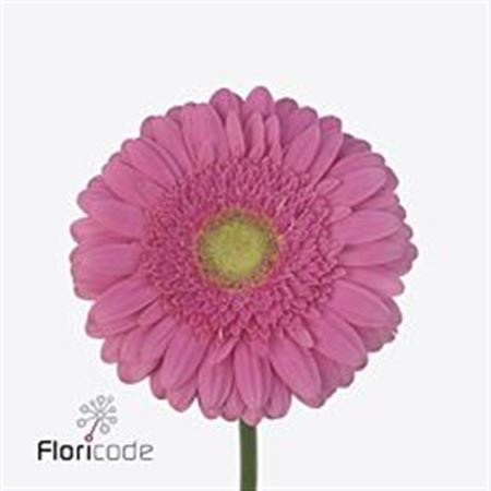 Gerbera True Love (Гербера Тру Лав)