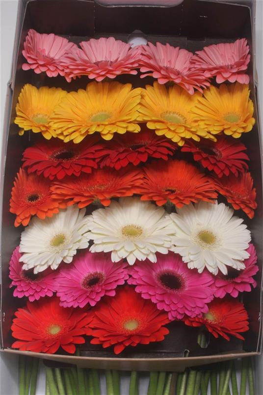 Gerbera Mixed (Гербера Миксд)